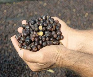Natural is a term used for the coffee process that millers use to dry coffee beans with the fruit of the coffee cherry intact