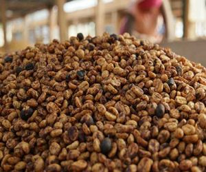 Pulped Natural is a coffee processing method used that keeps part of the coffee cherry pulp on the bean during the drying process