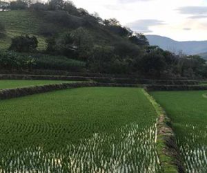 Rice is another agricultural product of Peru. The fields are beautifully green on the landscape.