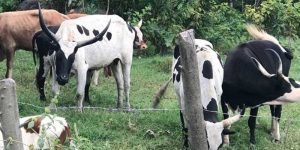 Uganda cows