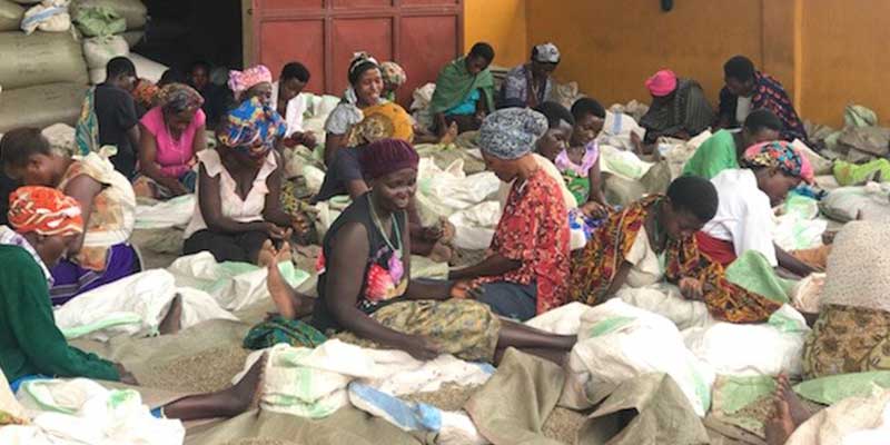2017 Africa Coffee Buying trip Uganda Kukonzo Joint Cooperative hand sorting process