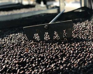 2018 El Salvador Coffee Buying Trip Natural Coffees Drying