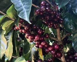 2018 El Salvador Coffee Buying Trip Ripe Coffee Cherries